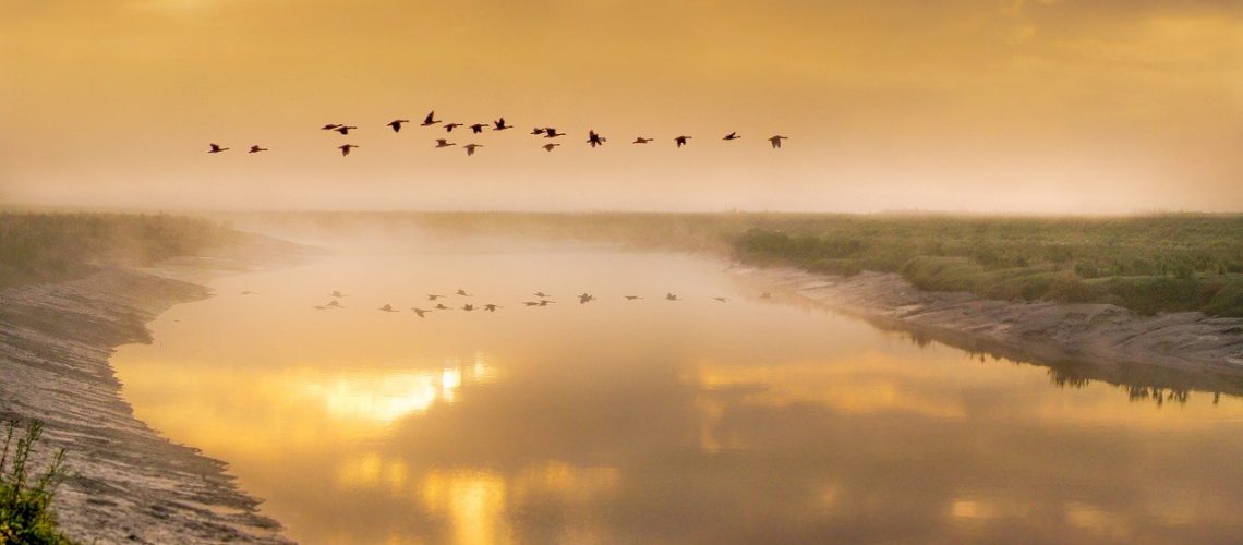Birds In Flight Geese Bird Animal  - Adriansart / Pixabay